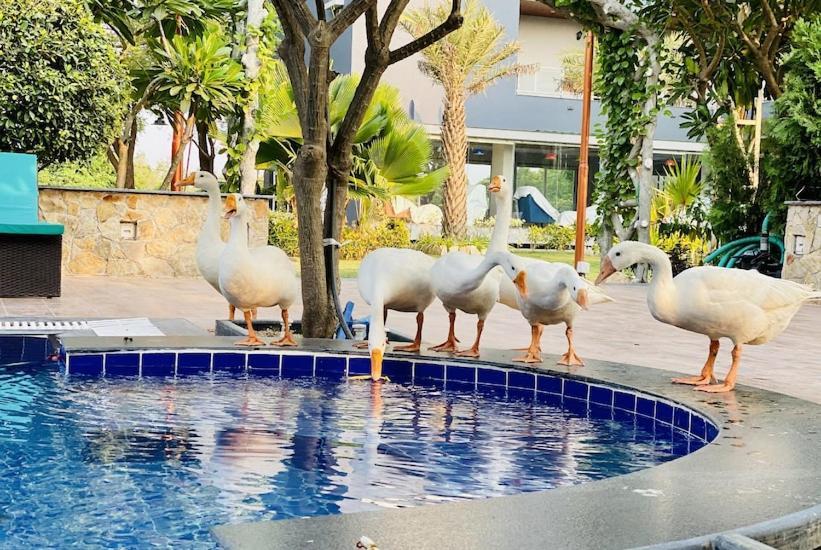 Krishna Riverside Resort Vasad ภายนอก รูปภาพ